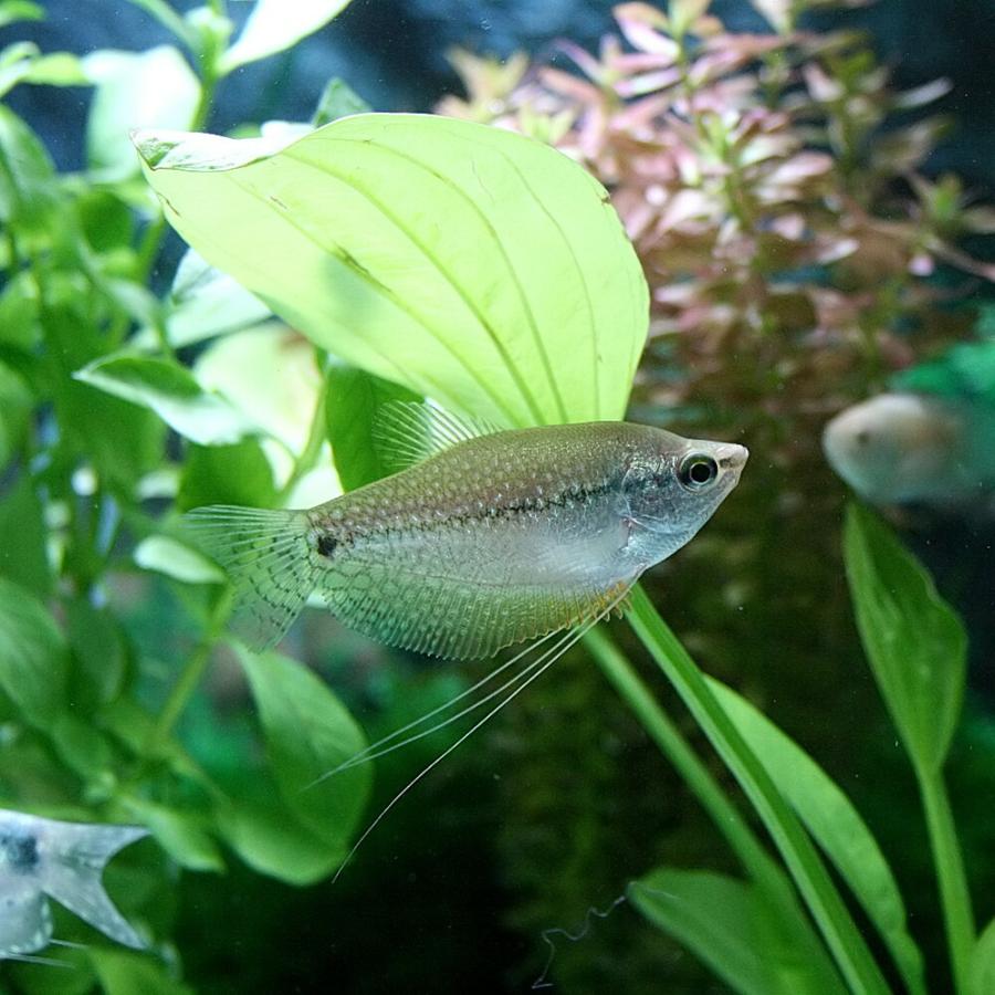 熱帯魚 最新人気 パールグラミー 3匹 約5cm