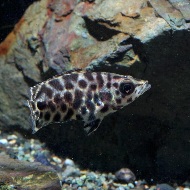 熱帯魚 生体)レオパードクテノポマ (約3cm)(1匹) : 熱帯魚通販の 