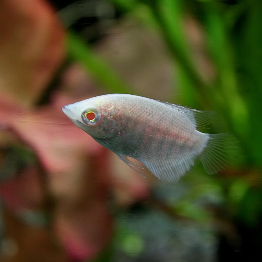 熱帯魚 アルビノオスフロネームスグラミー 約7cm 1匹 A8 1v1 熱帯魚通販のネオス 通販 Yahoo ショッピング