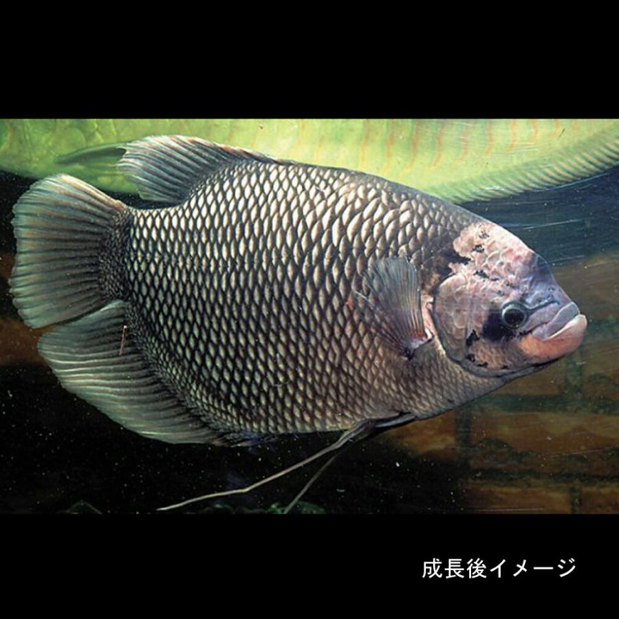 熱帯魚)オスフロネームスグラミー 4-6cm 1匹 : 熱帯魚通販のネオス