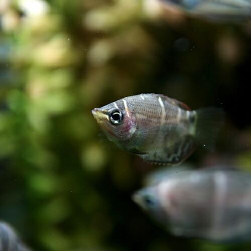 熱帯魚 チョコレートグラミー 約2 3cm 1匹 A8 10 熱帯魚通販のネオス 通販 Yahoo ショッピング