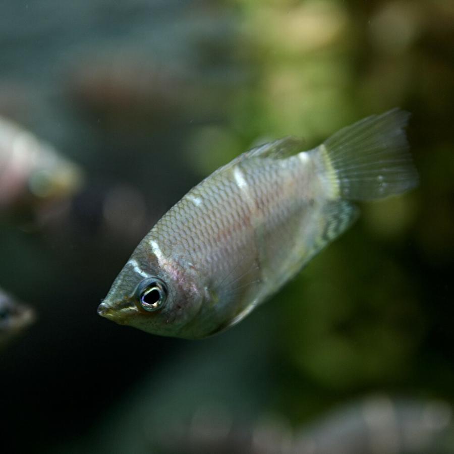 熱帯魚 チョコレートグラミー 約2 3cm 1匹 A8 10 熱帯魚通販のネオス 通販 Yahoo ショッピング