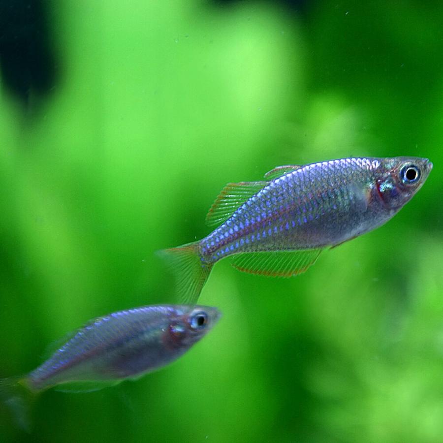 (熱帯魚)ネオンドワーフレインボーフィッシュ　約2-3cm　5匹｜fish-y｜02