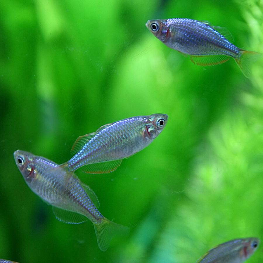 (熱帯魚)ネオンドワーフレインボーフィッシュ　約2-3cm　5匹｜fish-y｜03