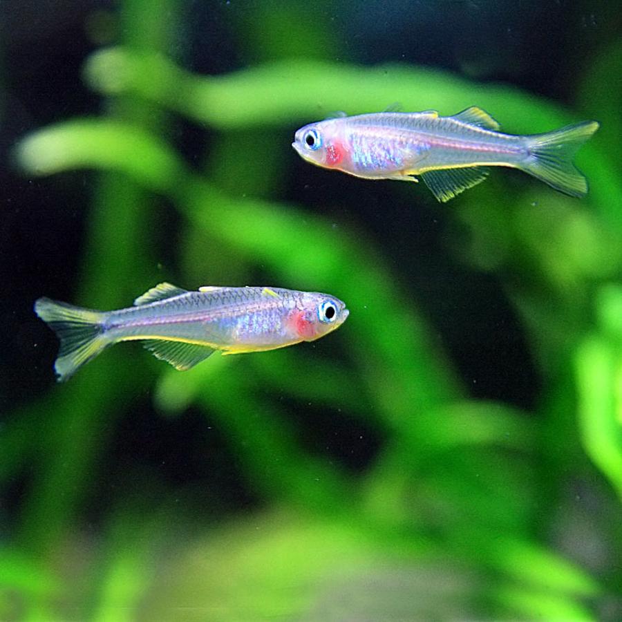 熱帯魚 ポポンデッタ フルカタ 約2cm 匹 1011v1 熱帯魚通販のネオス 通販 Yahoo ショッピング