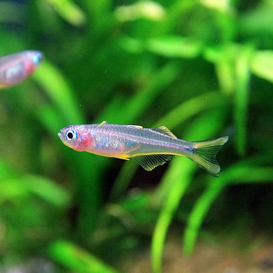 熱帯魚 ポポンデッタ フルカタ 約2cm 匹 1011v1 熱帯魚通販のネオス 通販 Yahoo ショッピング