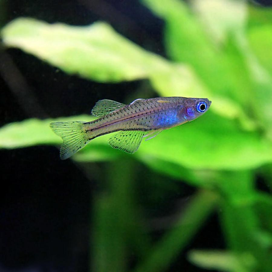 熱帯魚 バタフライレインボーフィッシュ 約2cm 5匹 1021 熱帯魚通販のネオス 通販 Yahoo ショッピング