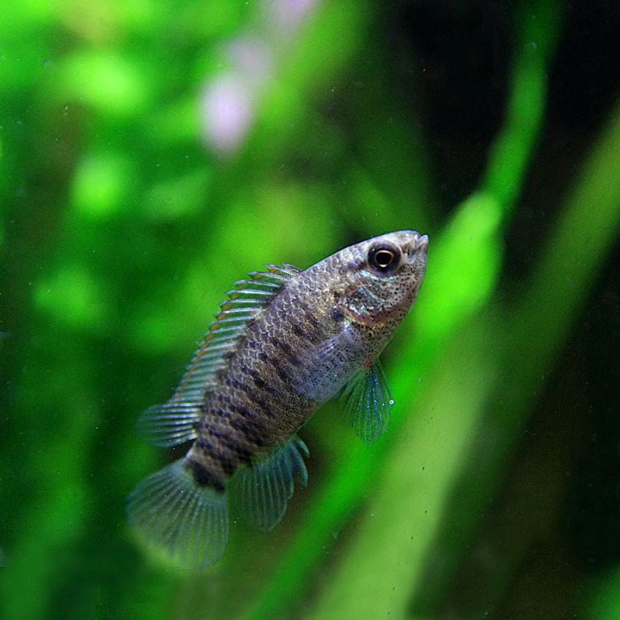 熱帯魚 バジスバジス 約4 5cm 5匹 1050 熱帯魚通販のネオス 通販 Yahoo ショッピング