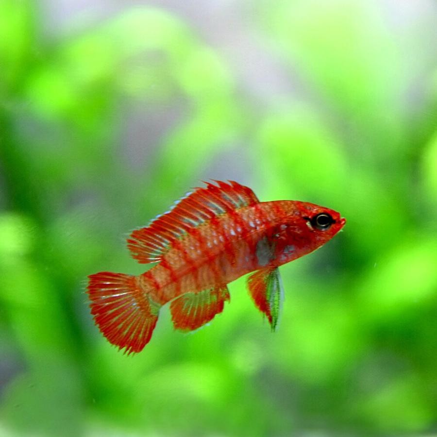 熱帯魚)スカーレットジェム 約1.5cm 4匹 : 熱帯魚通販のネオス - 通販