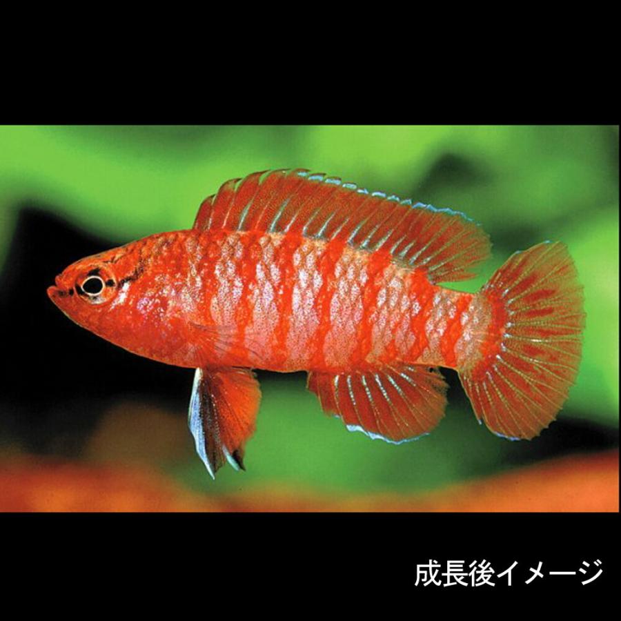 熱帯魚 スカーレットジェム 約1 5cm 4匹 1060 熱帯魚通販のネオス 通販 Yahoo ショッピング