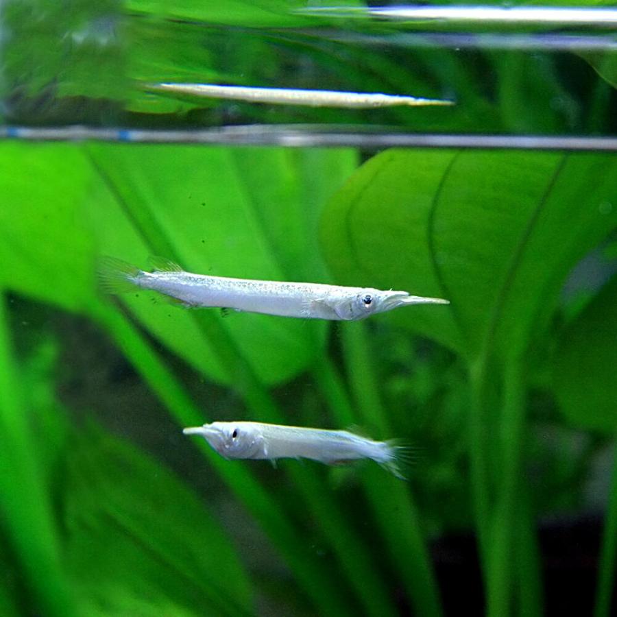 熱帯魚 ゴールデンデルモゲニー 約3cm 3匹 1110 熱帯魚通販のネオス 通販 Yahoo ショッピング