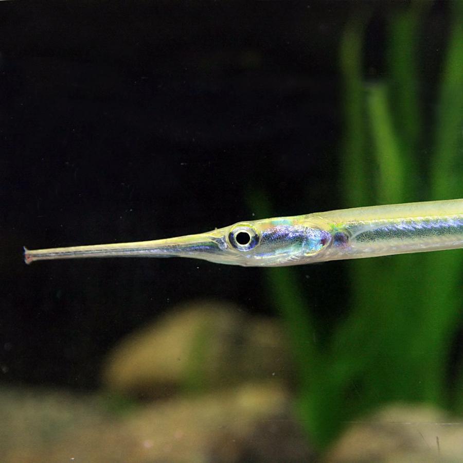 熱帯魚)ニードルガー 約12-15cm 1匹 : 熱帯魚通販のネオス - 通販