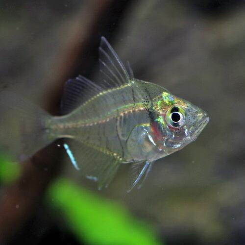 熱帯魚 生体)インディアングラスフィッシュ (約2cm)(10匹 熱帯魚 生体)インディアングラスフィッシュ (約2cm)(10匹