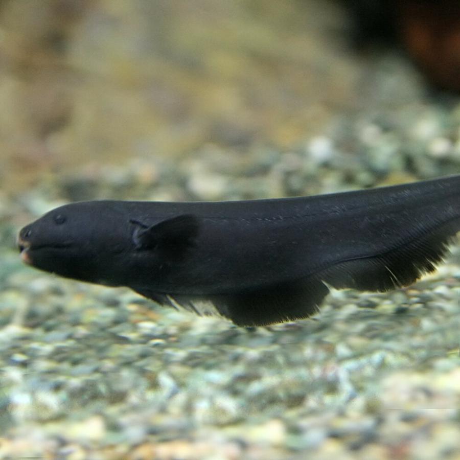 熱帯魚 ブラックゴースト 約6cm 1匹 泳ぎ方がカッコイイ 1140 熱帯魚通販のネオス 通販 Yahoo ショッピング