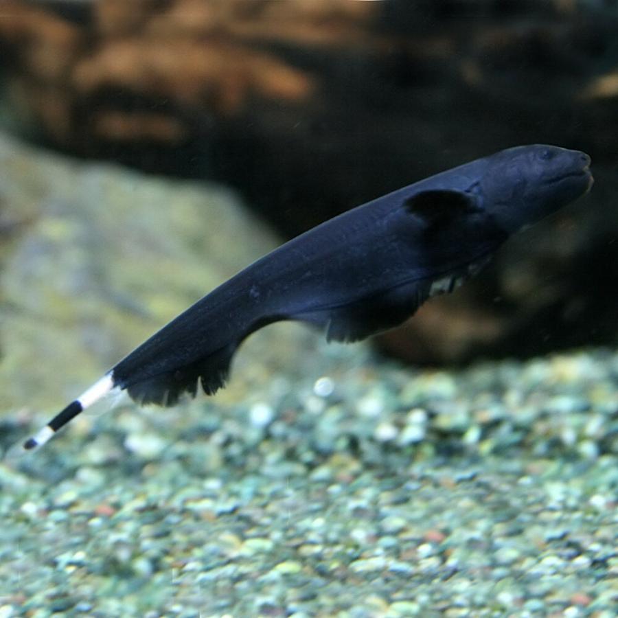 熱帯魚 ブラックゴースト 約6cm 1匹 泳ぎ方がカッコイイ 1140 熱帯魚通販のネオス 通販 Yahoo ショッピング