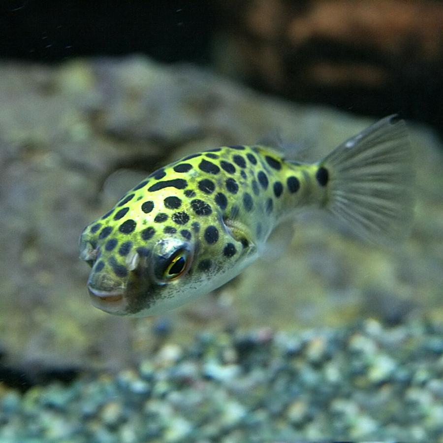 (熱帯魚)ミドリフグ 約2-3cm 1匹|fish-y|02