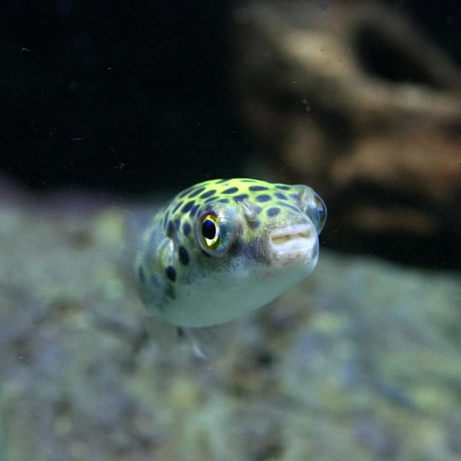 (熱帯魚)ミドリフグ 約2-3cm 1匹|fish-y|03