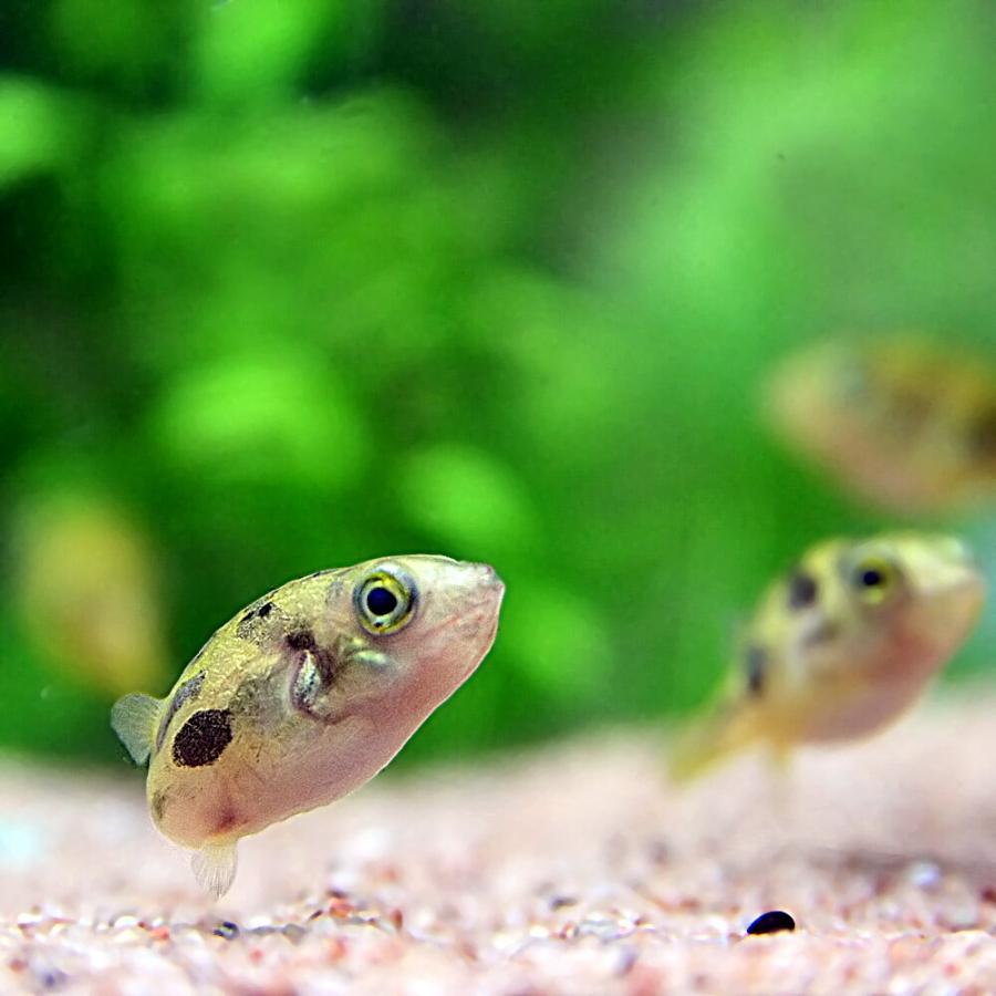 熱帯魚 生体 アベニーパファー 約１ １ ５cm １匹 1160 熱帯魚通販のネオス 通販 Yahoo ショッピング