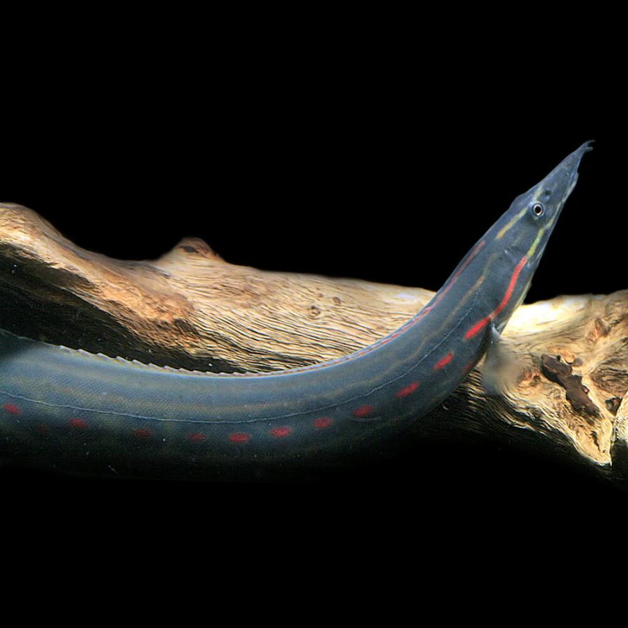 ファイアスパニイール 熱帯魚)( オススメ)ファイヤースパイニーイール 約20cm 1匹