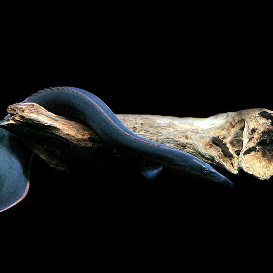 熱帯魚)( オススメ)ファイヤースパイニーイール 約20cm 1匹