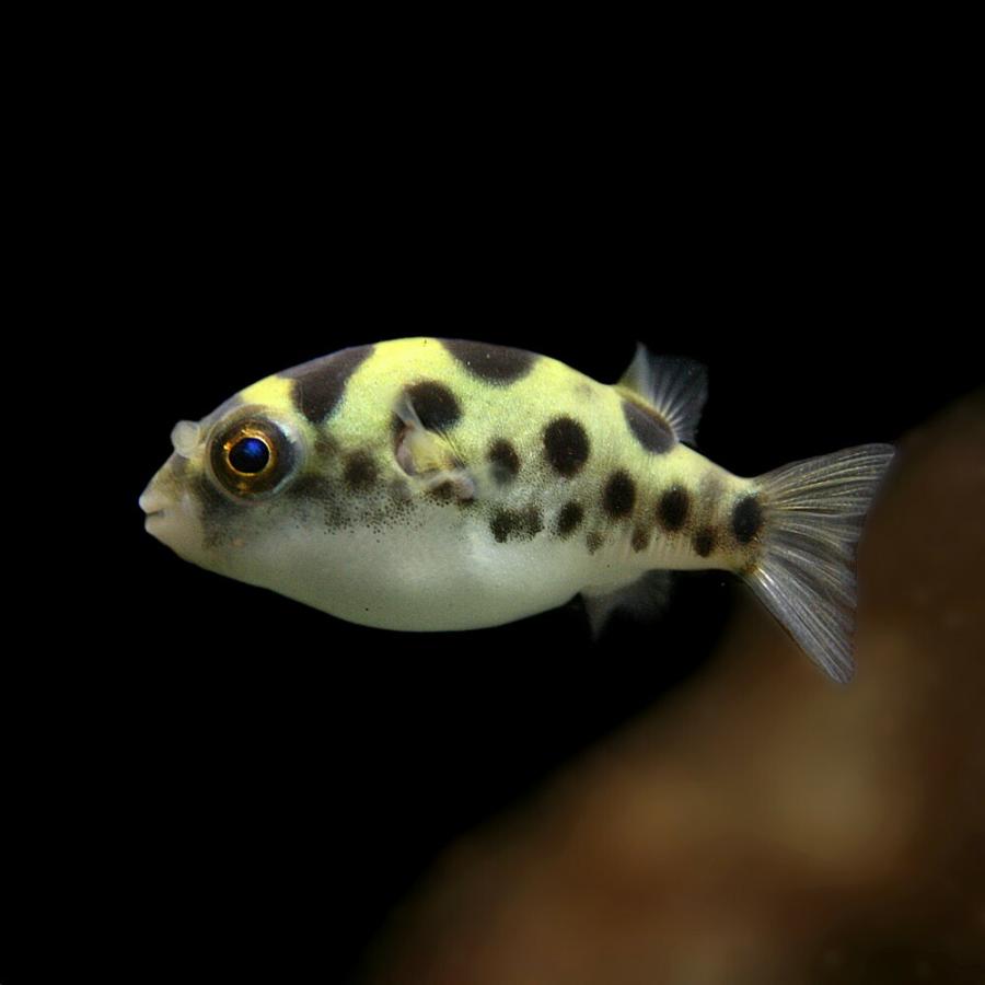 最大74 オフ 熱帯魚 ミドリフグ 約2 3cm 50匹 Shipsctc Org