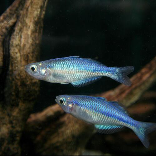 熱帯魚)ブルーレインボーフィッシュ 約3-4cm 1匹 : 熱帯魚通販の