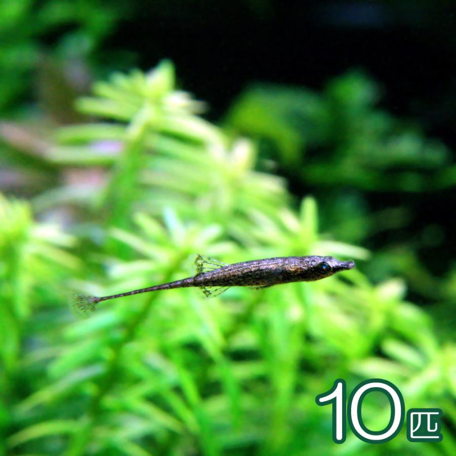 ☆B.B.フィッシュ☆レーザーディスク☆おおむね美品♫☆ BAY SQUAD (MACCHO,風林火山,DS455,MUMMY-D 他) - メルカリ