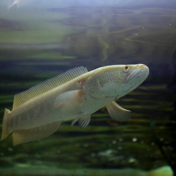 熱帯魚)ゴールデンカムルチー アルビノ個体 黄金雷魚（約20cm 