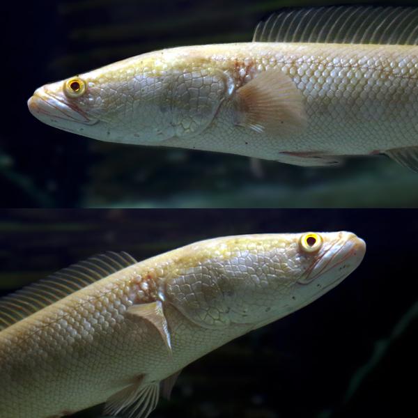 熱帯魚)ゴールデンカムルチー アルビノ個体 黄金雷魚（約20cm
