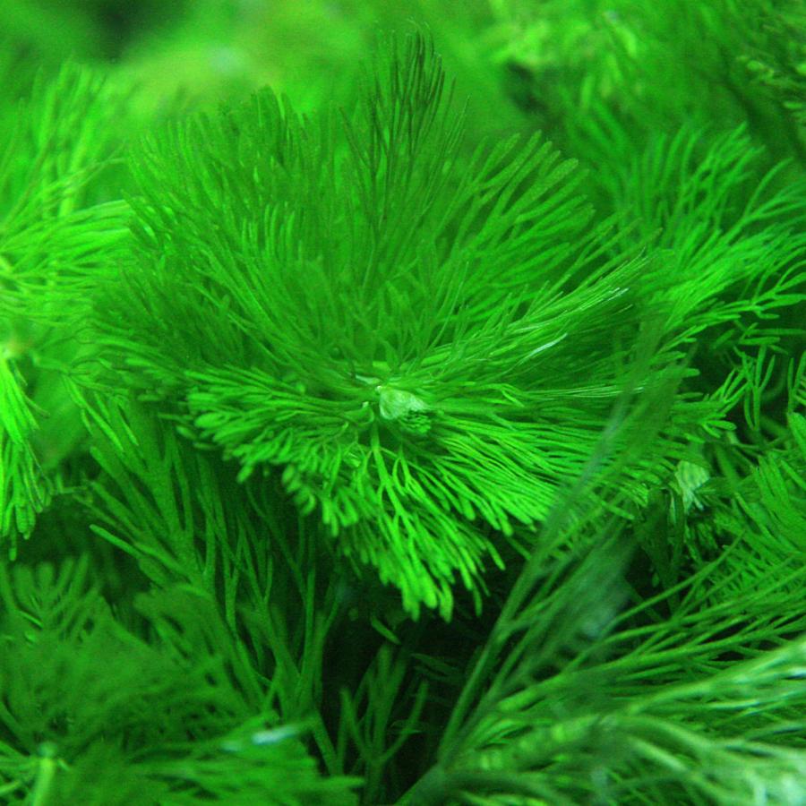 (水草)カボンバ　金魚藻　10本　｜fish-y｜02