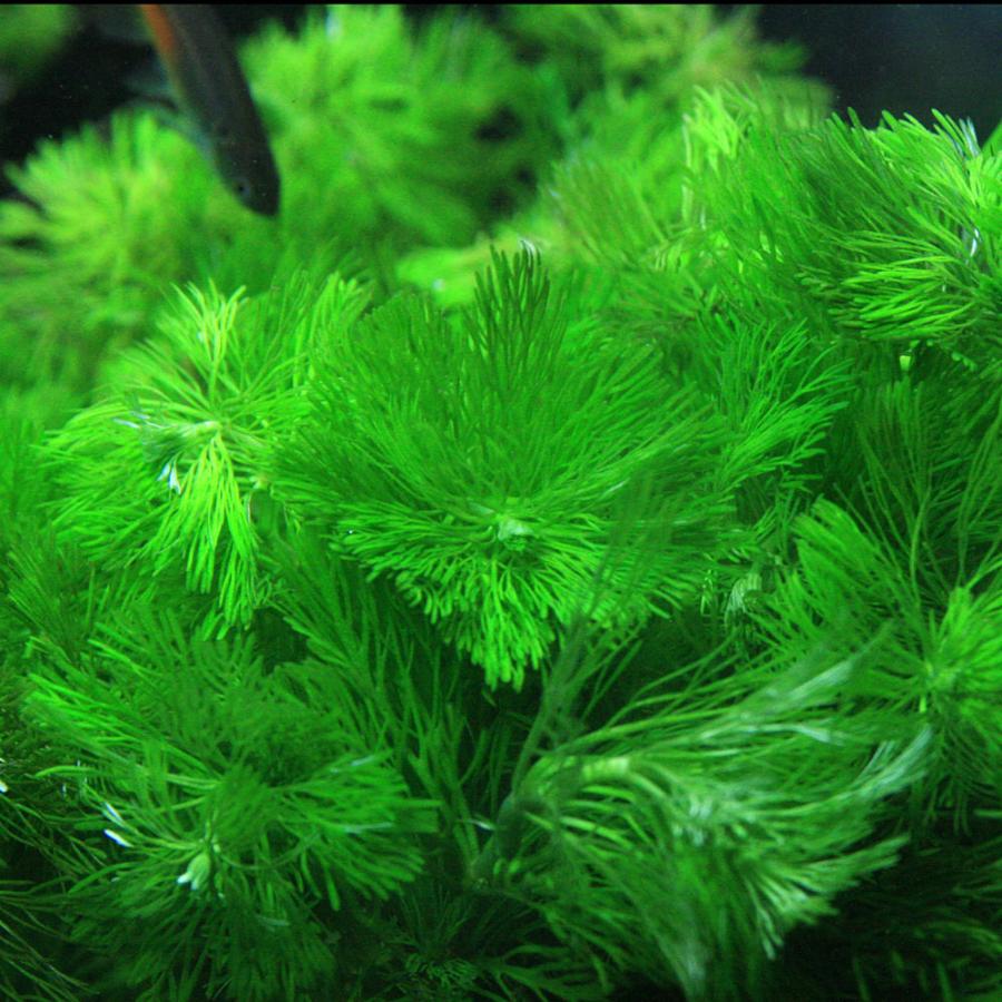 水草 カボンバ 金魚藻 祝日 10本