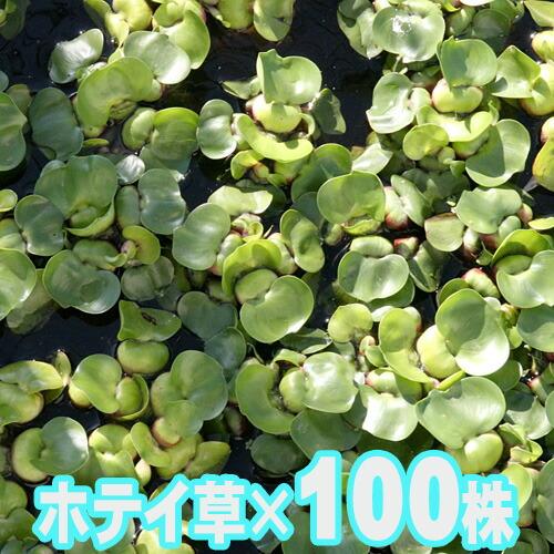 最新入荷 水草 ホテイアオイ 100株 熱帯魚 アクアリウム用品 Tomartrust Org