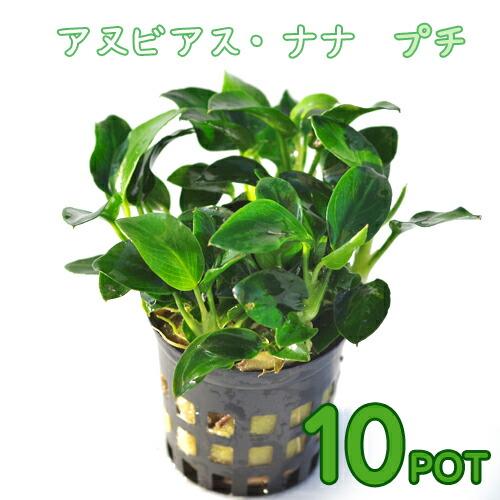 水草 アヌビアス ナナ 10ポット プチ 期間限定で特別価格