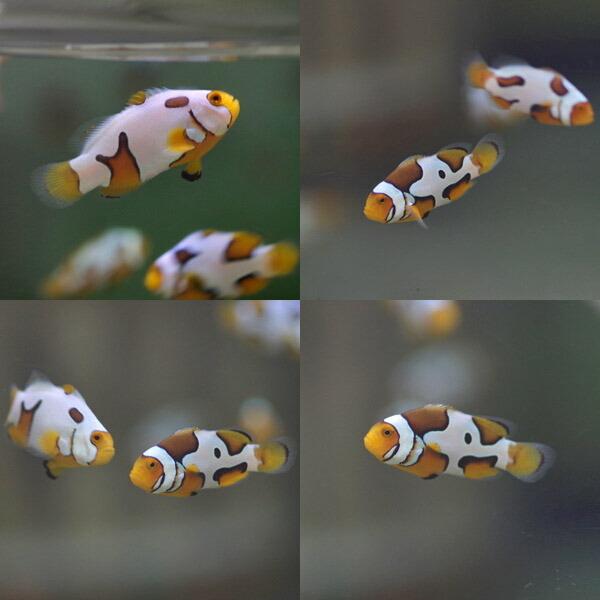 10ポイント還元 海水魚 スズメダイ スノーフレークオセラリス 国産ブリード 3cm 4匹 取寄約35日間 Www Jerad Org