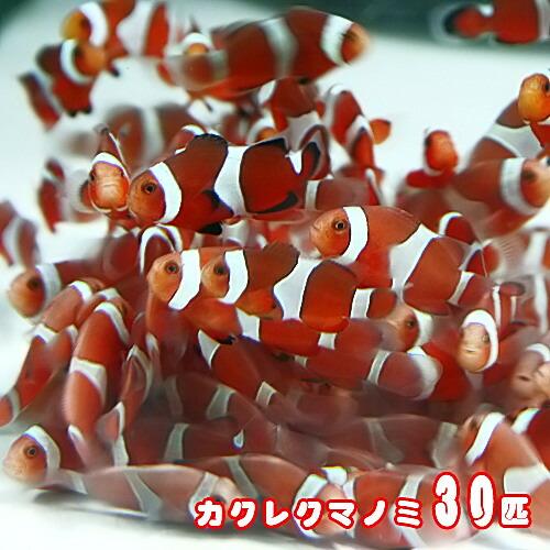 最新コレックション 海水魚 オススメ カクレクマノミ ブリード 30匹 C1 2509 1v4 熱帯魚通販のネオス 通販 Yahoo ショッピング 全品送料無料 Www Maxipiso Com Ar