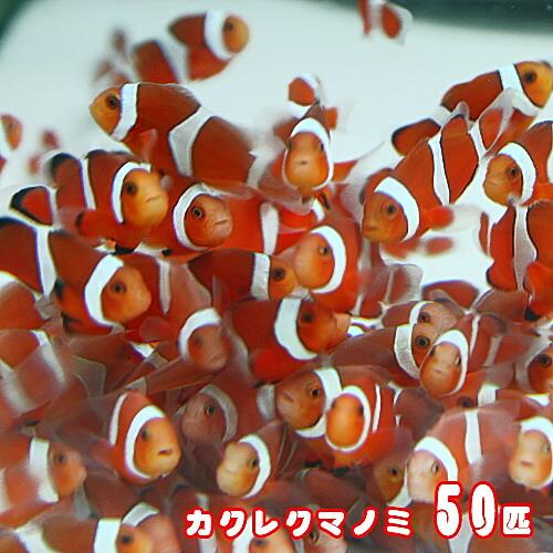 開店祝い 海水魚 オススメ カクレクマノミ ブリード 50匹 最安 Shop Mimimuzika Com Mk