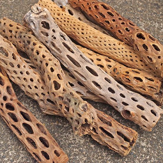 カクタス スケルトン 約30cm １本 012 Hachi 1 熱帯魚通販のネオス 通販 Yahoo ショッピング
