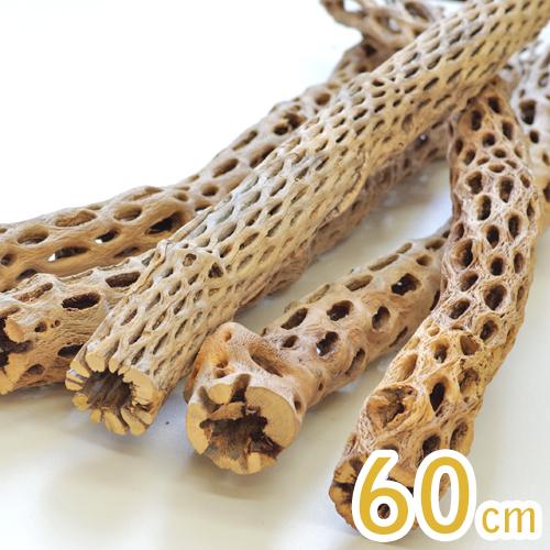 爬虫類 用品 カクタス スケルトン60cm 013 サボテン骨格 1本 水槽 熱帯魚 観賞魚 飼育 生体 通販 販売 爬虫類 両生類 Hachi 1 熱帯魚通販のネオス 通販 Yahoo ショッピング