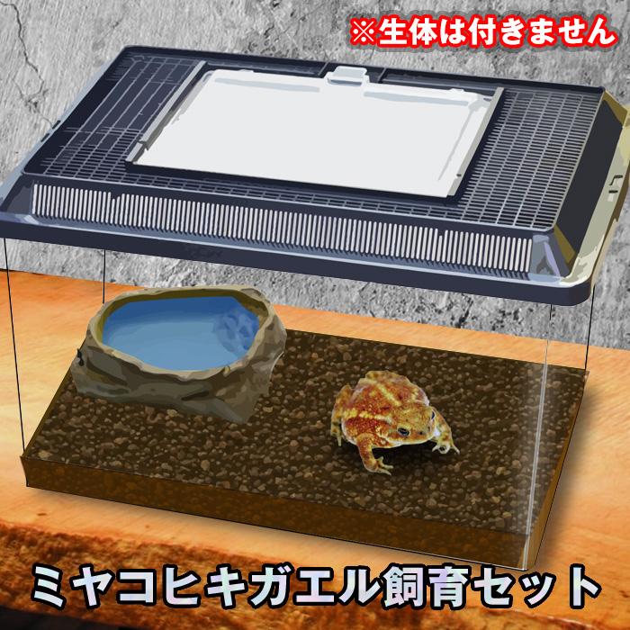 GEX（ジェックス） 【セット商品】ミヤコヒキガエル飼育セット ※生体は