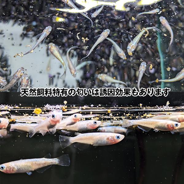 リキジャパン　メダカ専用飼料　DRY Nature Feed ×6　10ｇ　1袋｜fish-y｜03