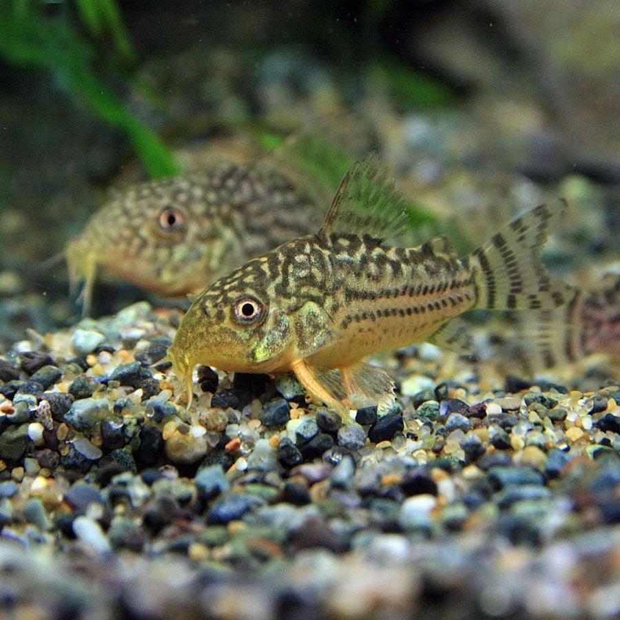 今だけ限定15 Offクーポン発行中 ネオスセール 熱帯魚 生体 コリドラス ステルバイ ブリード 約２ ３cm ３匹 Aynaelda Com