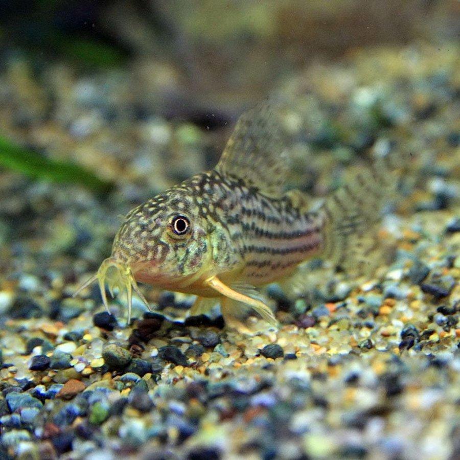 今だけ限定15 Offクーポン発行中 ネオスセール 熱帯魚 生体 コリドラス ステルバイ ブリード 約２ ３cm ３匹 Aynaelda Com