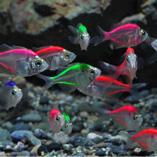 ネオスセール 熱帯魚 生体 カラーラージグラス ミックスカラー 約3-4cm 新作アイテム毎日更新 上質 ３匹
