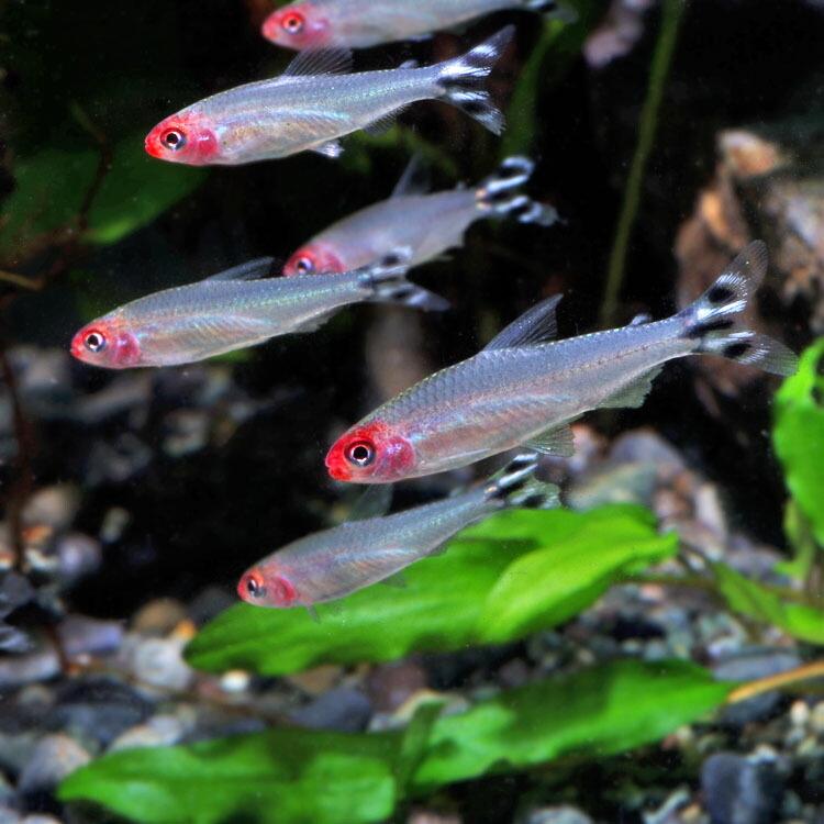 ネオスセール 熱帯魚 生体 ラミーノーズテトラ 約２cm １２匹 Federalberghicampiflegrei Com