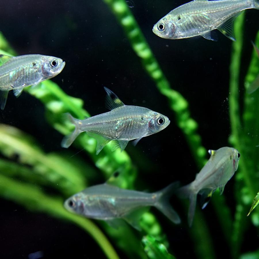 スーパーセール 熱帯魚 生体 約１ ５ ２cm プリステラ 人気大割引 １０匹