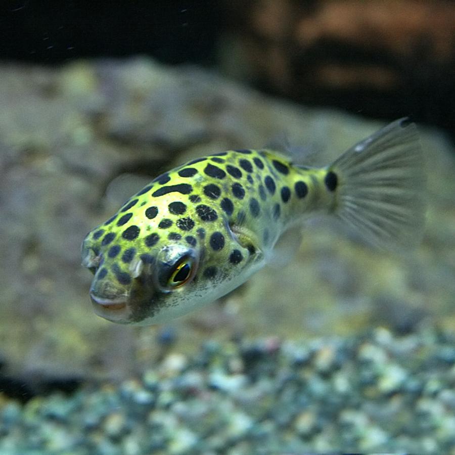 夏セール開催中 ネオスセール 熱帯魚 生体 ミドリフグ 約２ ３cm ５匹 Aynaelda Com