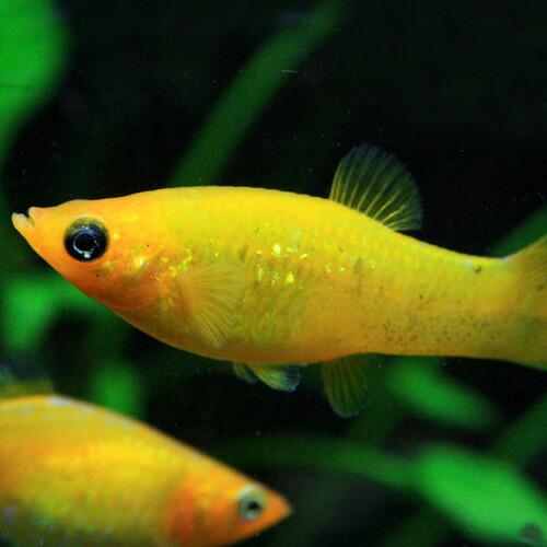 スーパーセール 熱帯魚 生体 ゴールデンダストモーリー ４ｃｍ ４匹 Majesticxpress Com