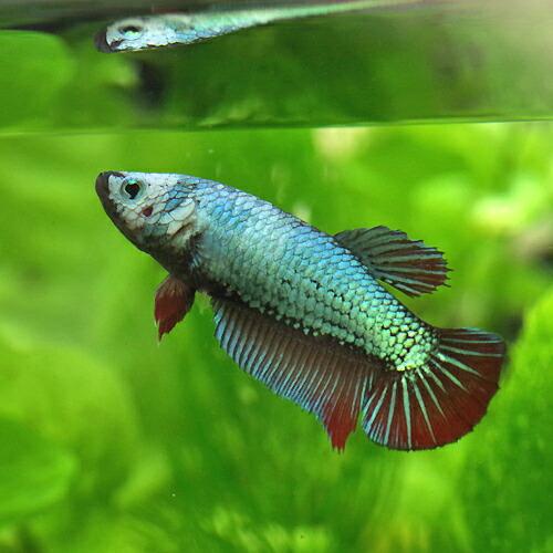 21正規激安 ネオスセール 熱帯魚 生体 ベタ メタリカ メス色おまかせ 約３ ４cm １匹 Aynaelda Com