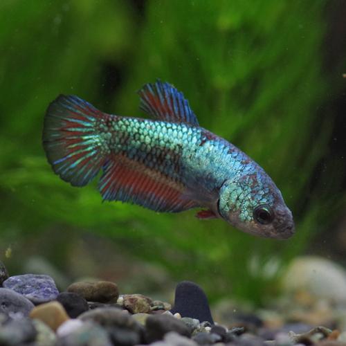 21正規激安 ネオスセール 熱帯魚 生体 ベタ メタリカ メス色おまかせ 約３ ４cm １匹 Aynaelda Com