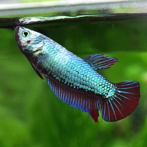 21正規激安 ネオスセール 熱帯魚 生体 ベタ メタリカ メス色おまかせ 約３ ４cm １匹 Aynaelda Com